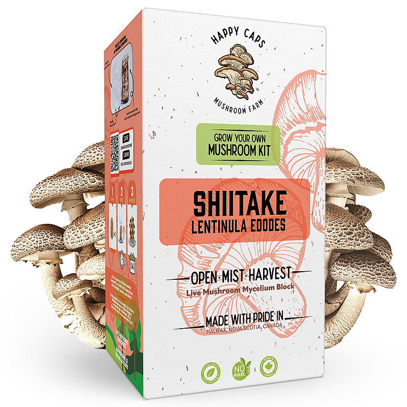 Kit de Champignons Shiitake