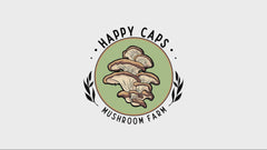 Kit de Champignons Shiitake