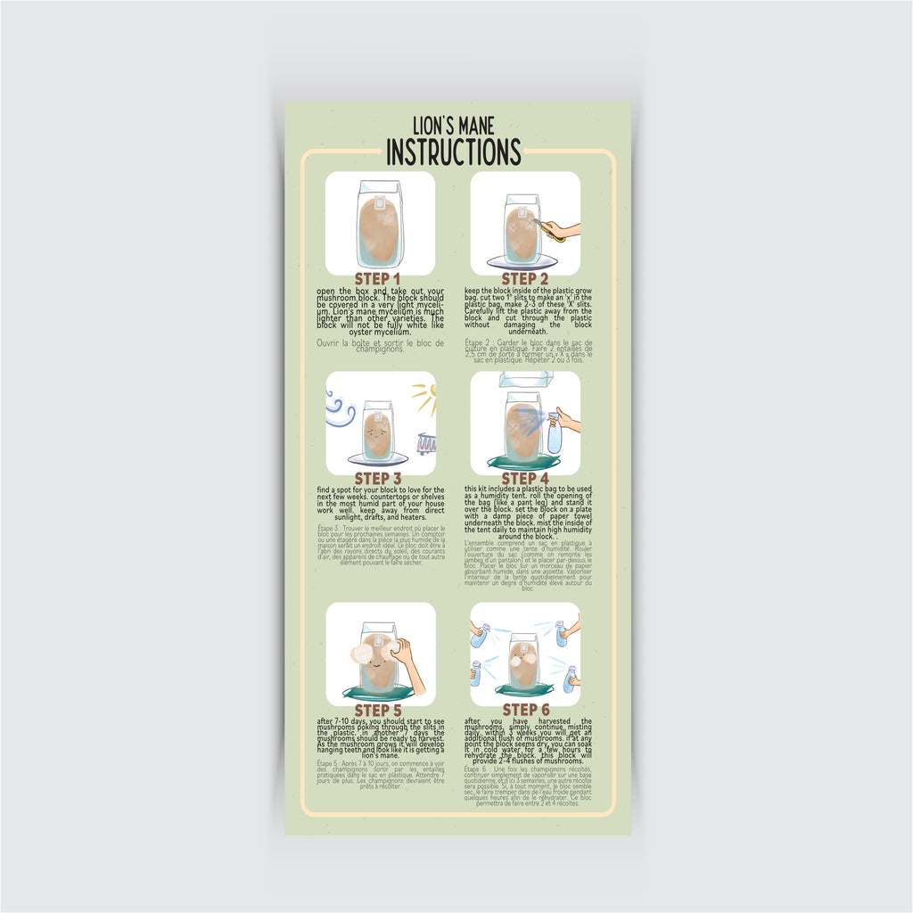 Kit de Champignons à Crinière de Lion