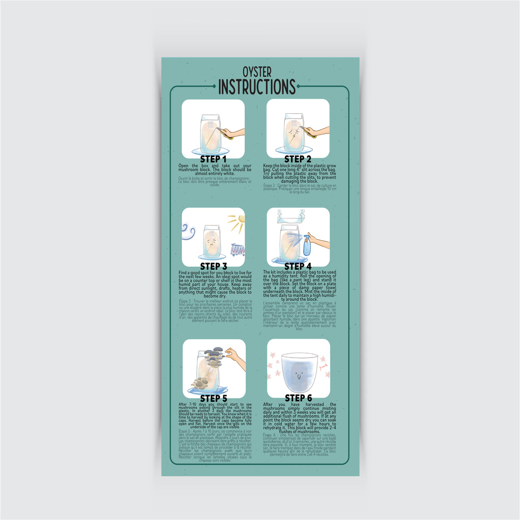 Kit de Champignons Pleurotes