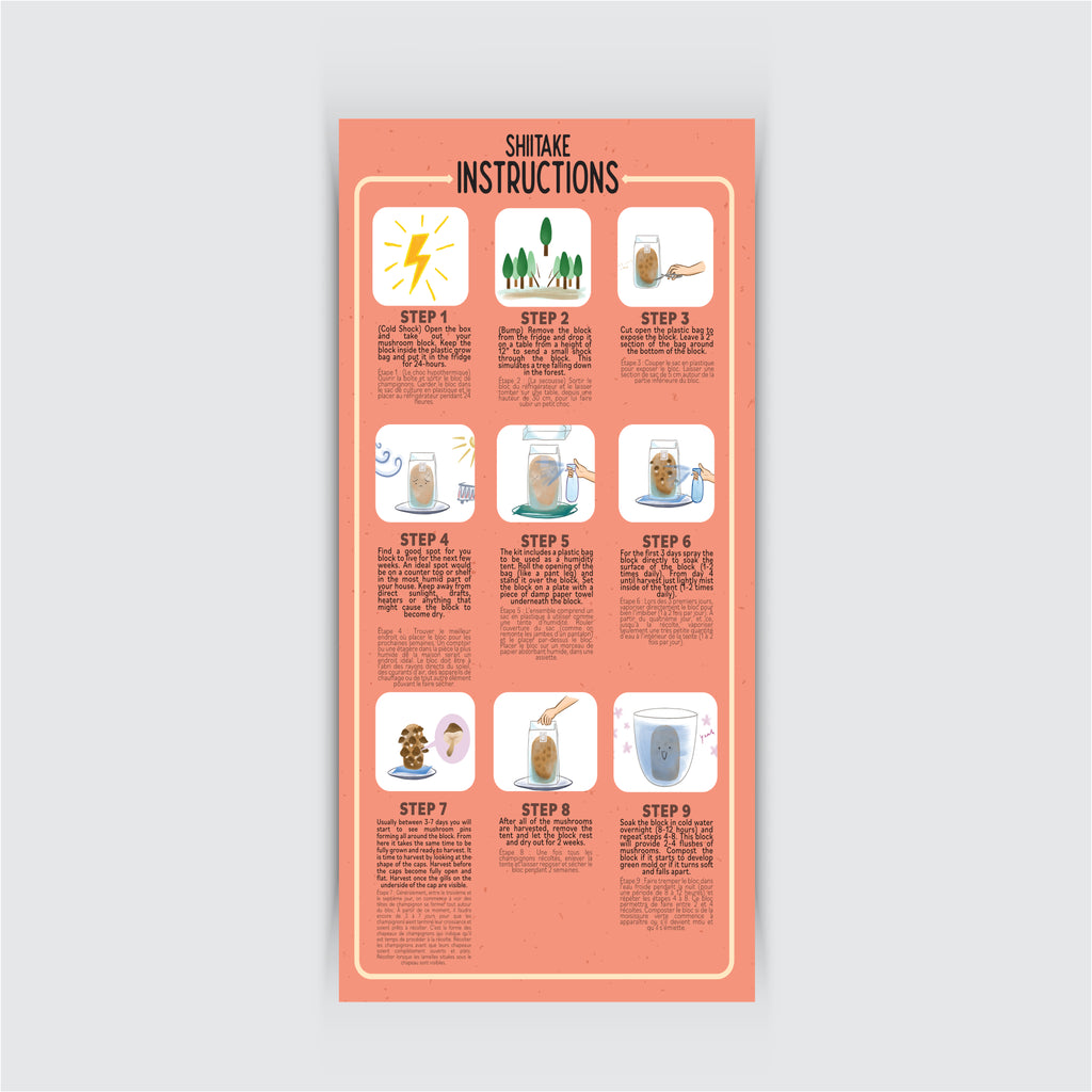 Kit de Champignons Shiitake