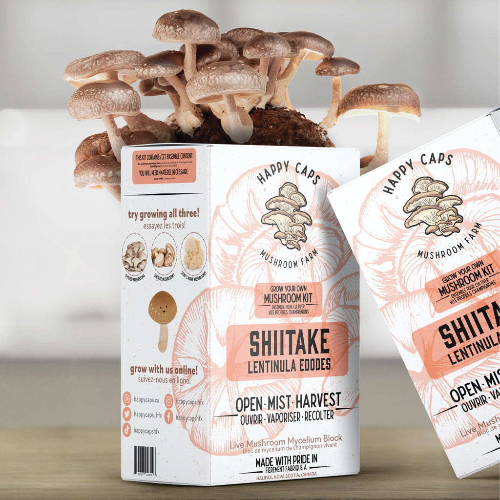 Kit de Champignons Shiitake