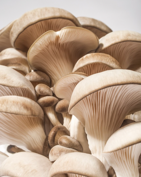 Kit de Champignons Pleurotes