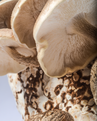 Kit de Champignons Shiitake