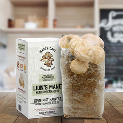 Lion's Mane Mushroom Kit