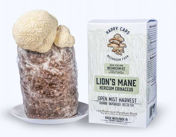 Lion's Mane Mushroom Kit - USA