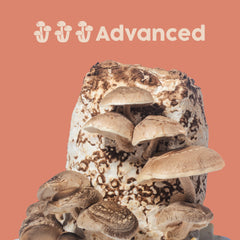 Shiitake Mushroom Kit - USA